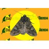 MAMESTRA BRASSICAE