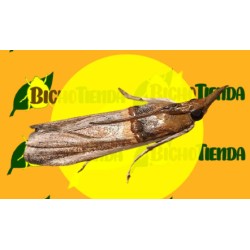 ETIELLA ZINCKENELLA