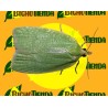 Feromonas TORTRIX VIRIDANA 2 MG 40 DÍAS Econex