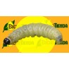 Feromonas TORTRIX VIRIDANA 2 MG 40 DÍAS Econex