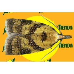 Feromonas SPARGANOTHIS PILLERIANA
