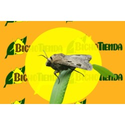 ECONEX AGROTIS EXCLAMATIONIS (40 días)