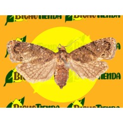 ECONEX CRYPTOPHLEBIA LEUCOTRETA (40 días)