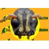 ECONEX XYLOTRECHUS ARVICOLA 60 DIAS