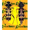 ECONEX XYLOTRECHUS ARVICOLA 60 DIAS