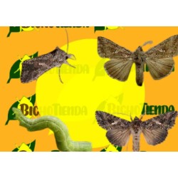 TRICHOPLUSIA NI