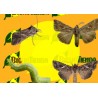 TRICHOPLUSIA NI