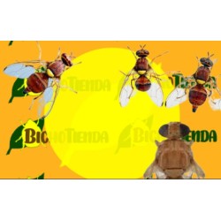 Feromona BACTROCERA ZONATA 90 DÍAS ECONEX