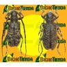 Feromona MONOCHAMUS ATRAYENTE 60 DÍAS ECONEX