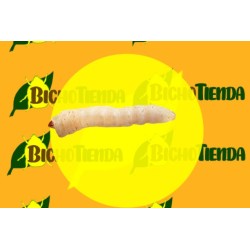 Feromona SESIA APIFORMIS (40 días) ECONEX