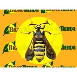 Feromona SESIA APIFORMIS (40 días) ECONEX