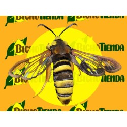 Feromona SESIA APIFORMIS (40 días) ECONEX