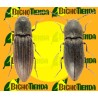 Feromona AGRIOTES LINEATUS (40 días) ECONEX