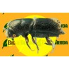 Feromona IPS ACUMINATUS (60 días) Econex