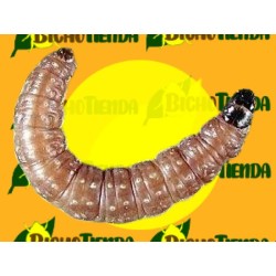 Feromona CLEPSIS SPECTRANA (40 días) Econex