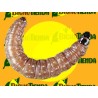 Feromona CLEPSIS SPECTRANA (40 días) Econex
