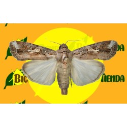 Feromona SPODOPTERA FRUGIPERDA 2 MG 40 DÍAS Econex