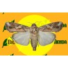 Feromona SPODOPTERA FRUGIPERDA 2 MG 40 DÍAS Econex