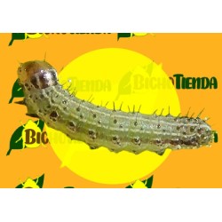 SPODOPTERA FRUGIPERDA