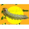 SPODOPTERA FRUGIPERDA