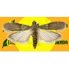 Feromona EPHESTIA CAUTELLA (40 días) Econex