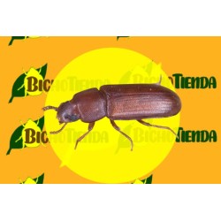 Feromona TRIBOLIUM CASTANEUM (40 días) Econex