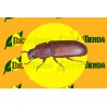 Feromona TRIBOLIUM CASTANEUM (40 días) Econex