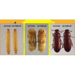 Feromona TRIBOLIUM CASTANEUM (40 días) Econex