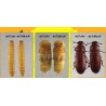Feromona TRIBOLIUM CASTANEUM (40 días) Econex