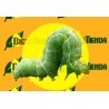 PLUSIA (AUTOGRAPHA) GAMMA