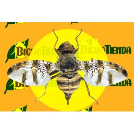 feromonas CERATITIS ROSA (mosca de la fruta del natal) 90 días ECONEX