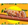 ECONEX RHYACIONIA (EVETRIA) BUOLIANA (40 días)