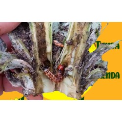 HYDROECIA XANTHENES daños en alcachofa