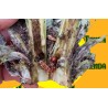 HYDROECIA XANTHENES daños en alcachofa