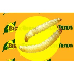 ECONEX EPHESTIA (ANAGASTA) KUEHNIELLA (40 días)