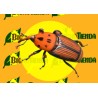 Plaga picudo rojo