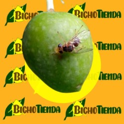 BACTROCERA OLEAE en oliva
