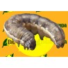 SPODOPTERA EXIGUA (gusano soldado)