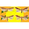 ECONEX CAMERARIA OHRIDELLA