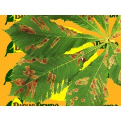 daños por plaga de CAMERARIA OHRIDELLA