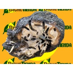 daños CERAMBYX en cedro