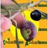 ECONEX BACTROCERA OLEAE 20 MG 60 DÍAS