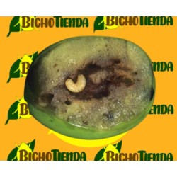 Feromona BACTROCERA OLEAE