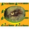 DACUSNEX COMBI 90 DÍAS ENV. 1 UD. (atrayente+feromona Bactrocera oleae)