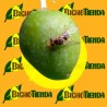 DACUSNEX COMBI 90 DÍAS ENV. 1 UD. (atrayente+feromona Bactrocera oleae)