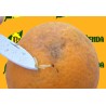 Mosquero Ceratitis Capitata - Pack 20 Bolsas