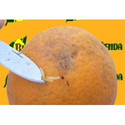 ATRAYENTE CERATINEX ENV. 20 KG (Atrayente para Ceratitis capitata)
