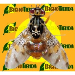 ATRAYENTE CERATINEX ENV. 20 KG (Atrayente para Ceratitis capitata)