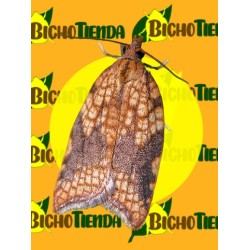 ACLERIS RHOMBANA