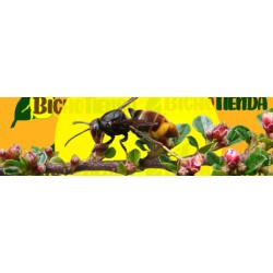 vespa velutina, nido